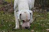 DOGUE ARGENTIN 504